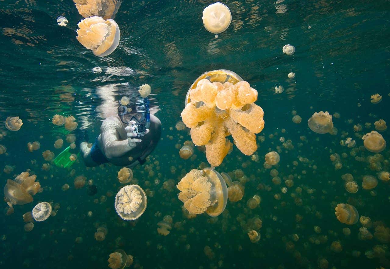 Hombre buceando mientras toma un foto en el Lago de las Medusas en Palaos