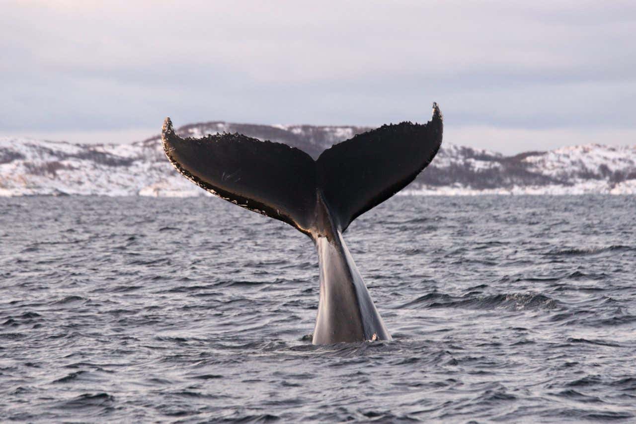 A whale's tail emerging from the waters of the Norwegian fjords, blurred in the background.