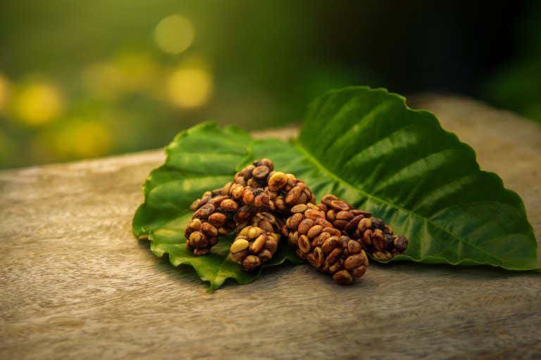 Un agglomerato di chicchi di caffè parzialmente digeriti dagli zibetti, appoggiati su foglie verdi