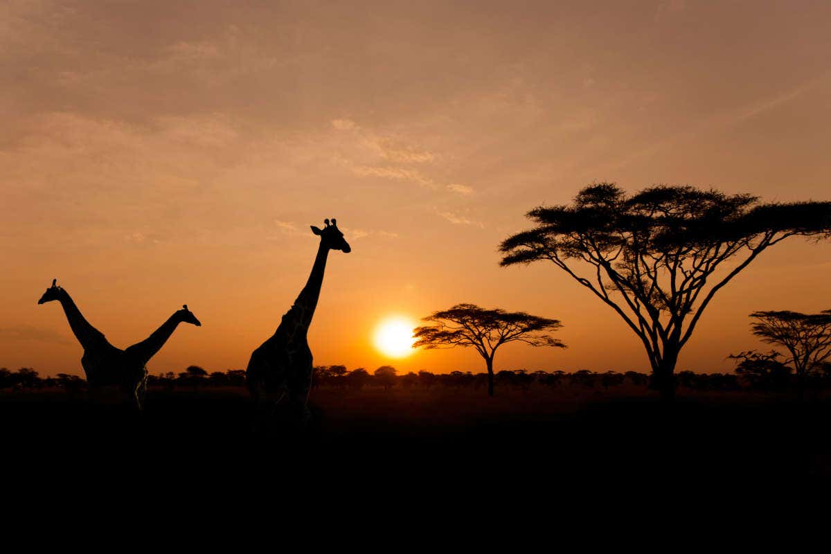 Contemplez le coucher de soleil au Kenya