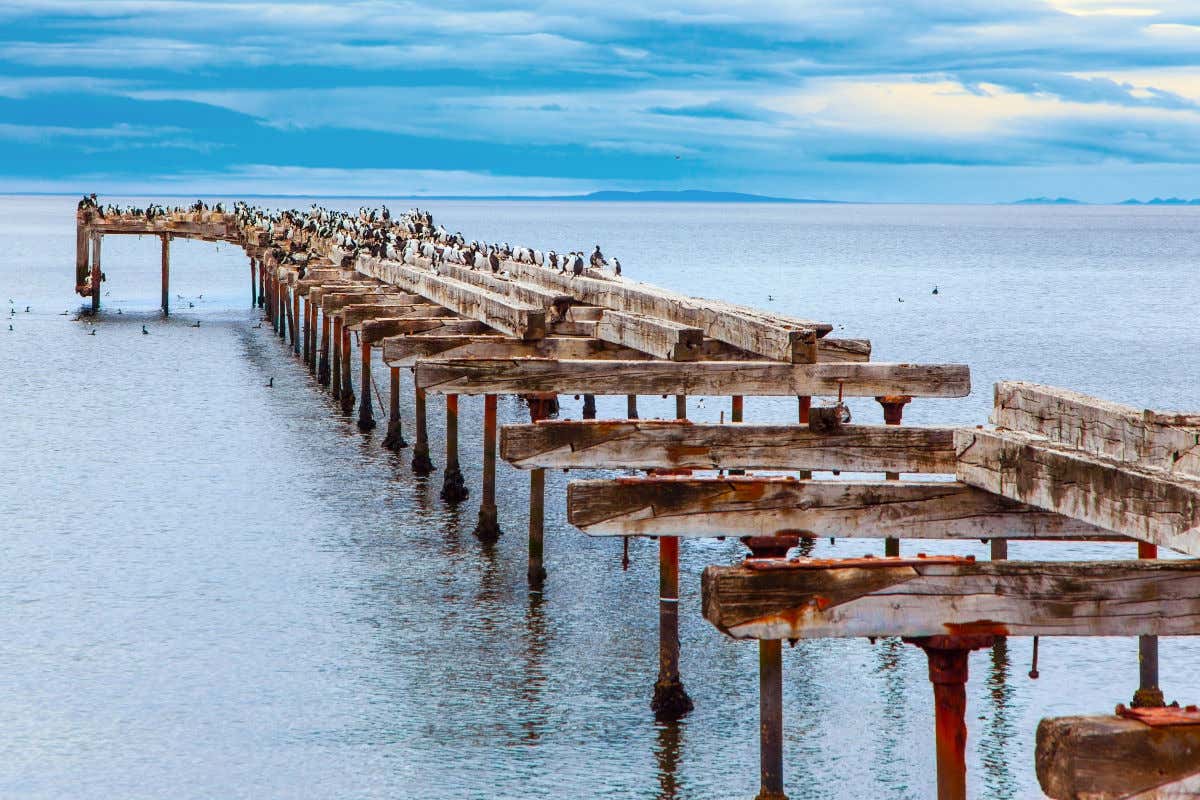 Vestiges d'une ancienne jetée en bois, avec de nombreux oiseaux