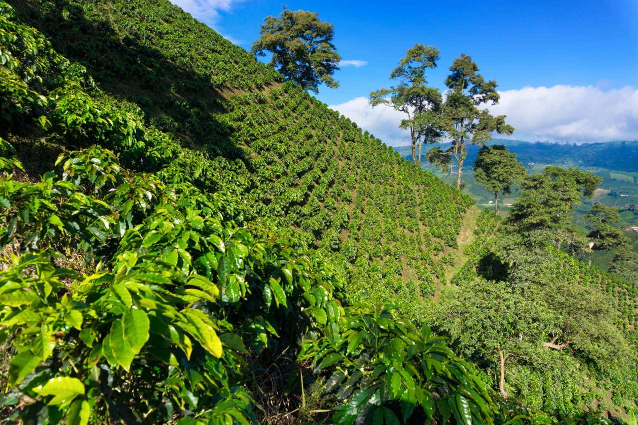 Plantaciones de café en Manizales