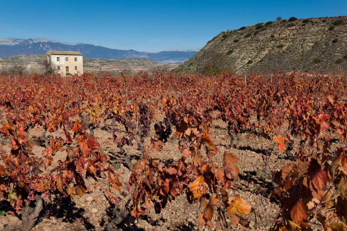 Viñedos rojizos en otoño en Lapuebla de Labarca