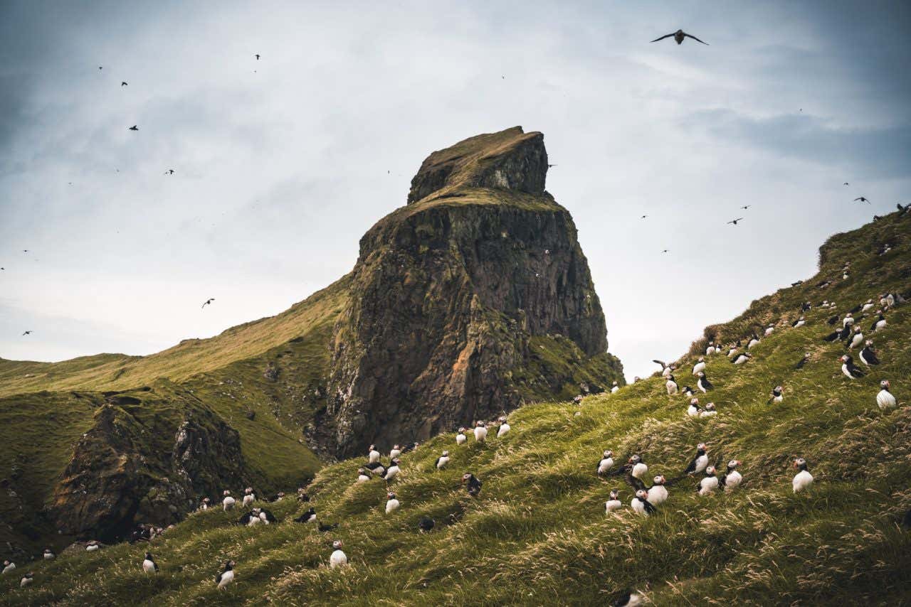 Vista sull'isola di Mykines, con un'alta roccia e un numeroso gruppo di pulcinelle di mare in primo piano tra l'erba del suo prato 