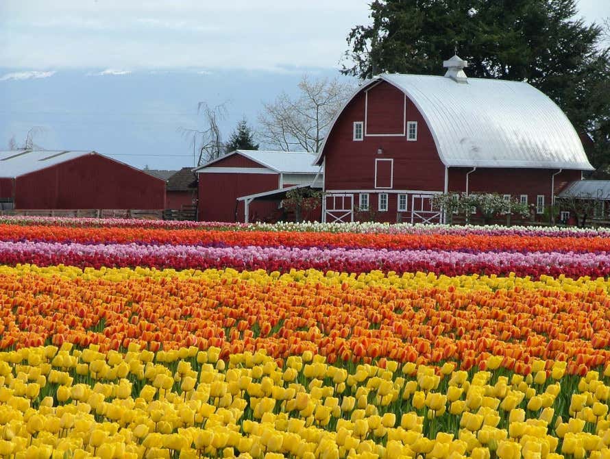 Skagit Valley tulip field with a red barn behind it