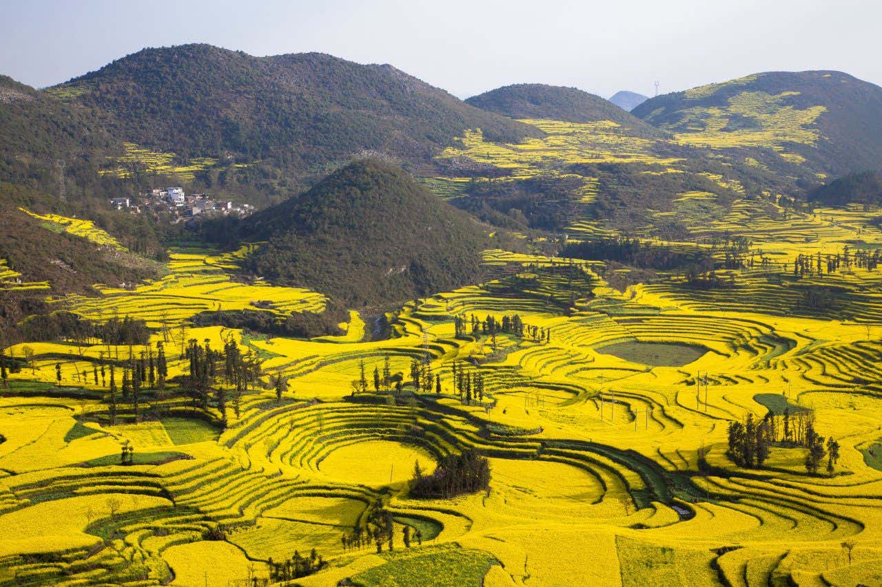 Champs de colza jaune dans un paysage avec terrasse en Chine
