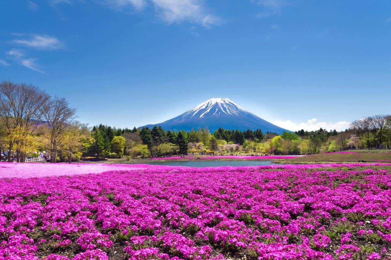 Fleurs roses devant un lac avec le Mont Fuji enneigé en arrière-plan