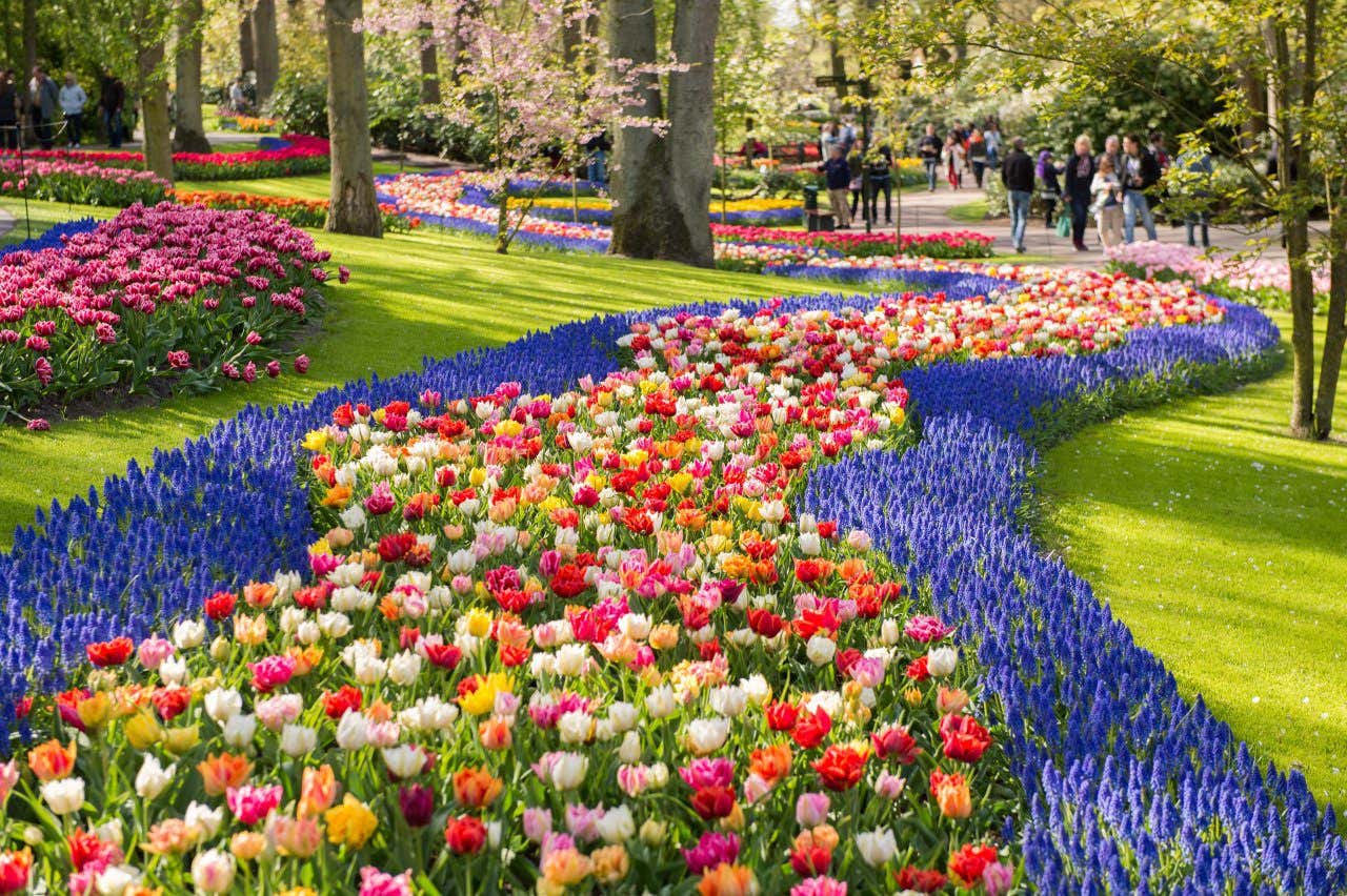 Tulipes de toutes les couleurs dans un jardin taillé