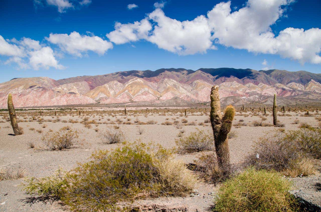 A flat plane with lone cacti and a pink mountain range behind