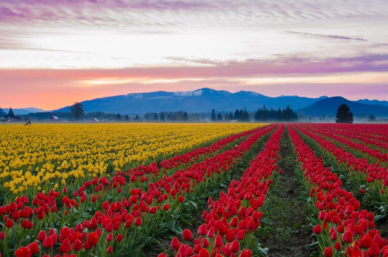 Rangées de tulipes rouges et jaunes avec les montagnes en fond au coucher du soleil