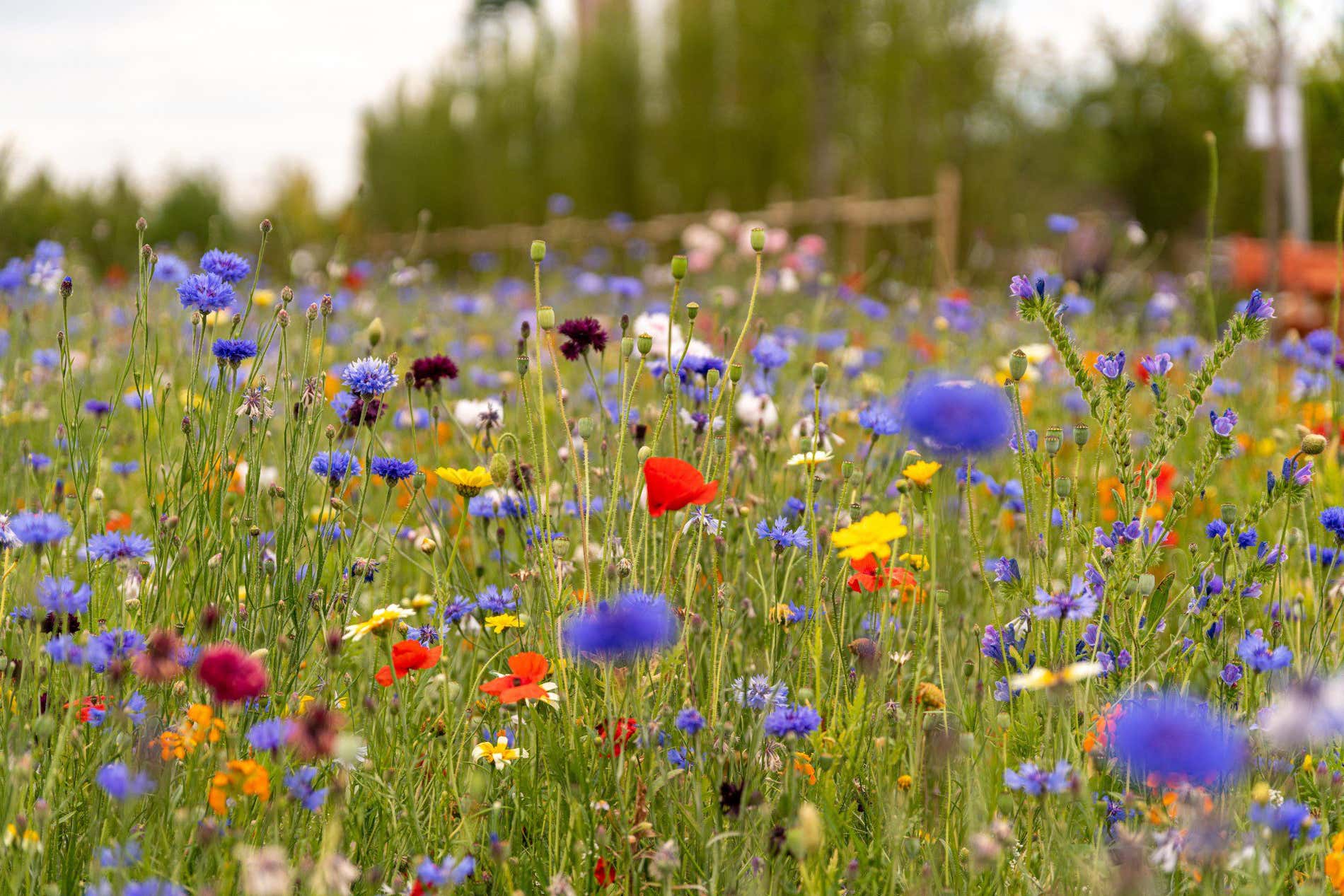 Les champs de fleurs les plus spectaculaires du monde