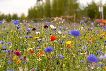 Top 10 des champs de fleurs les plus spectaculaires du monde