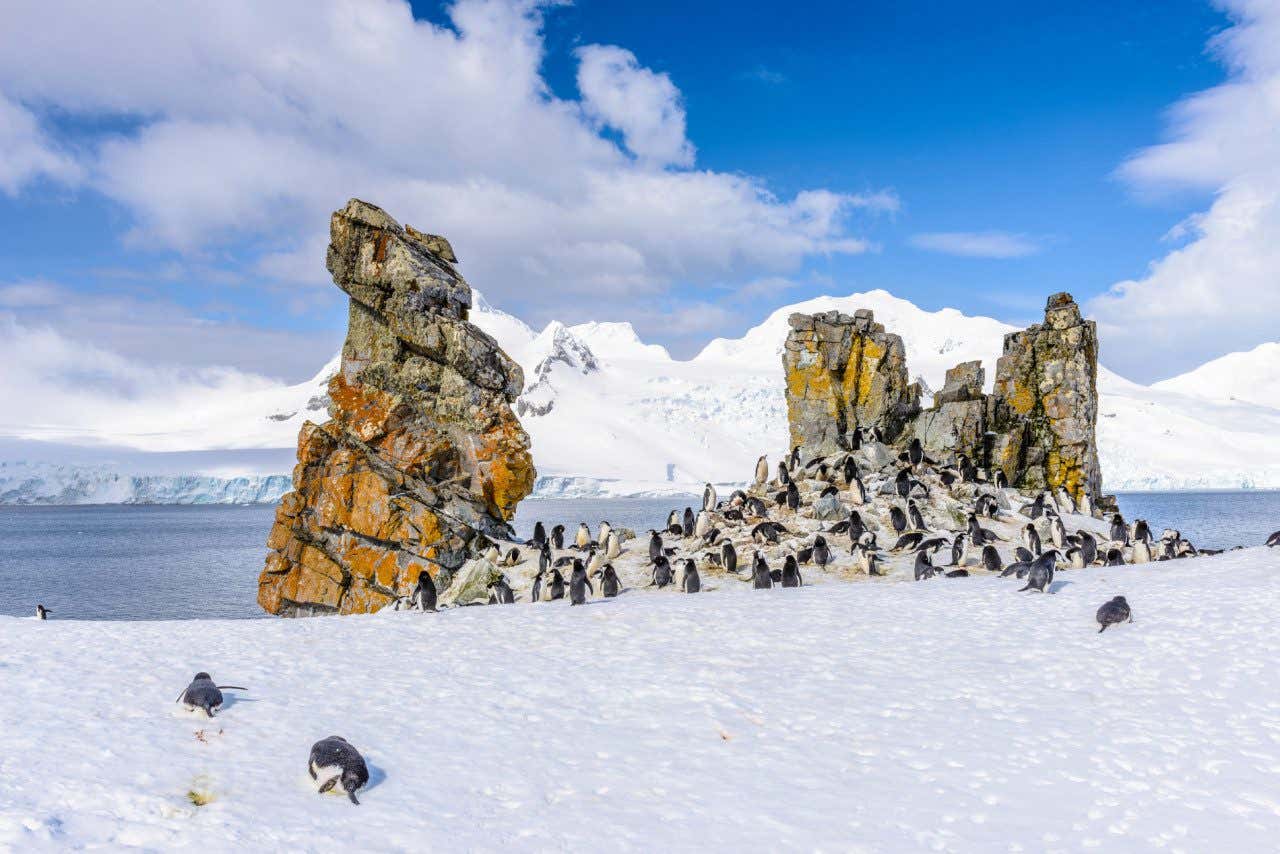 Colonia de pingüinos en las Shetland del Sur