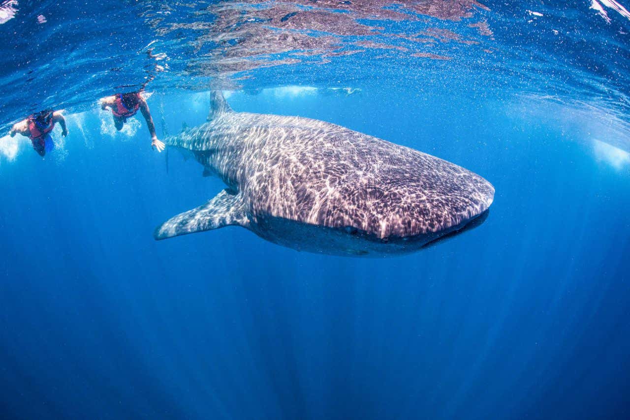 Two people swimming next to a large whale sharks