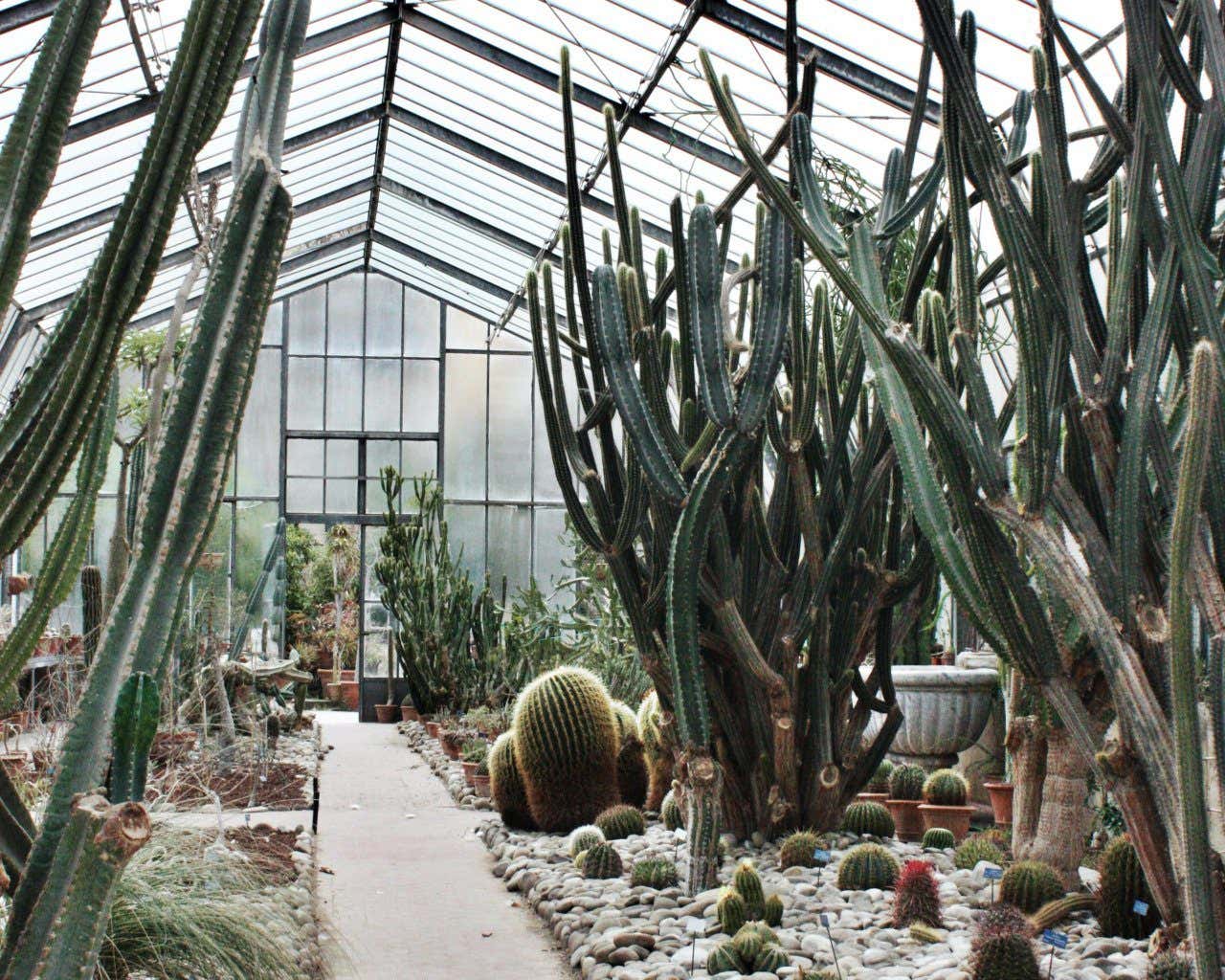 Una serra nell'orto Botanico di Palermo, in cui si trovano vari tipi di cactus, alcuni molto alti e altri più piccoli e rotondi.