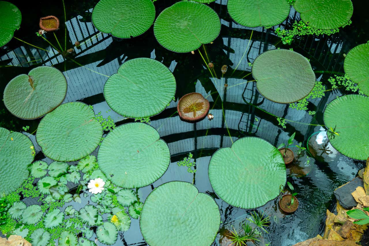 Des nénuphars dans un étang du jardin botanique de Bogota