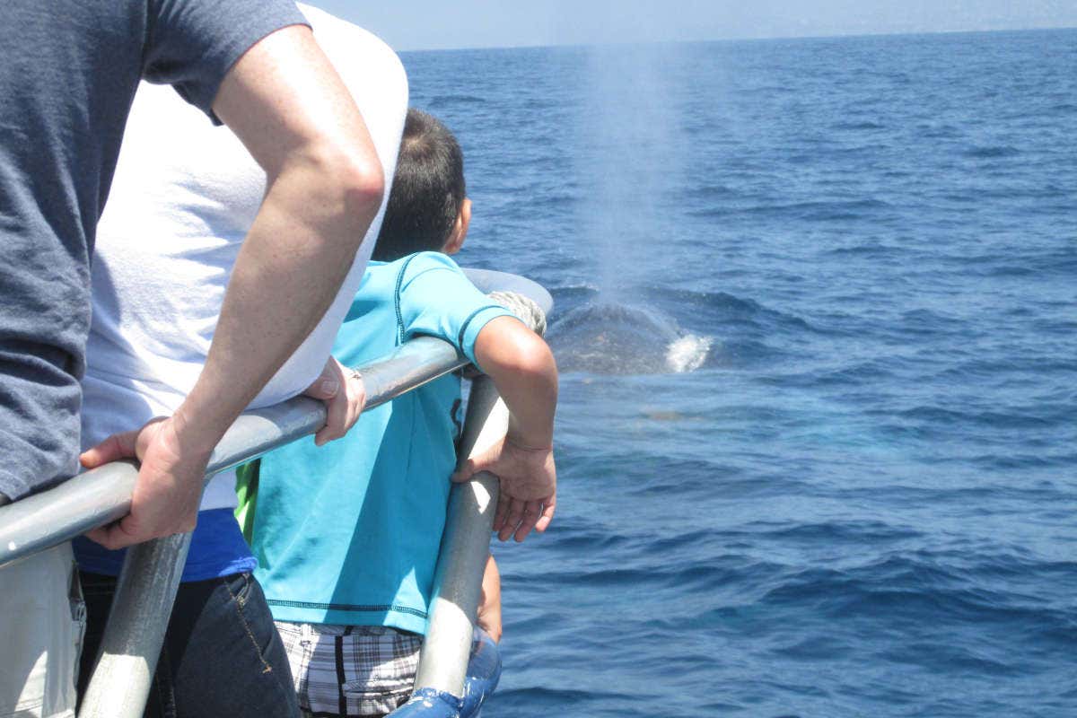 A boy spotting a whale on a sunny day on a boat ride in California