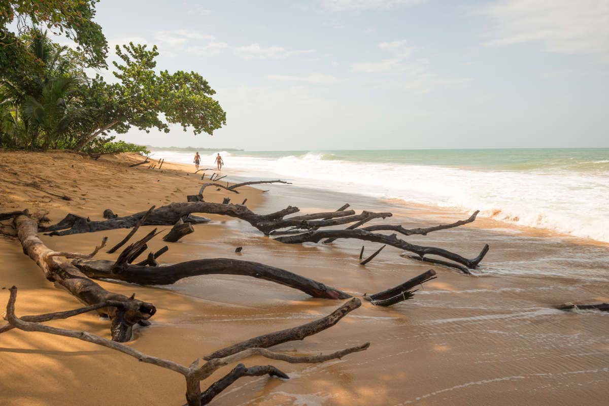 Spiaggia Bluff, nei pressi di Bocas, Panama, con il mare mosso e alcuni rami di albero arenati sulla spiaggia dorata