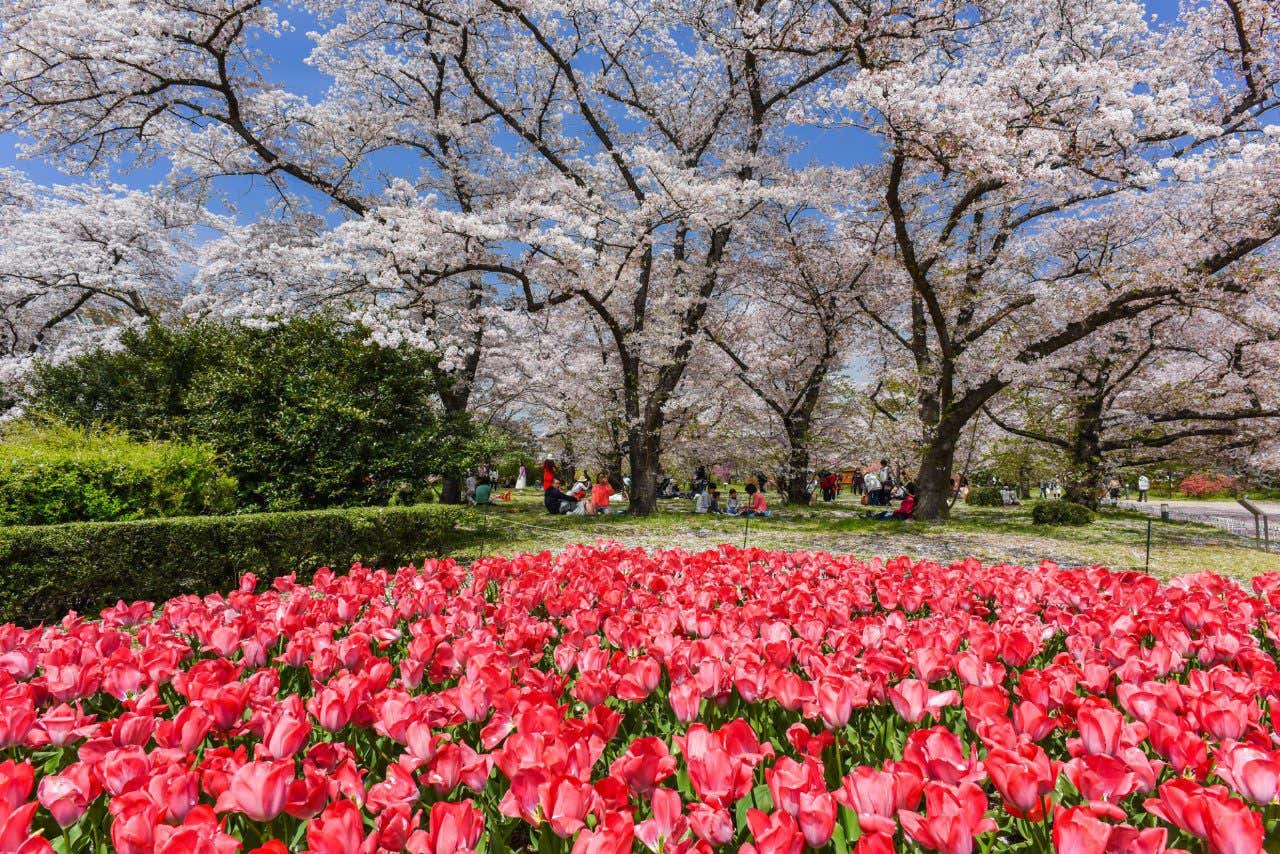 Un parterre de tulipes rouges en premier plan et plusieurs personnes assises sous des arbres fleuris en fond