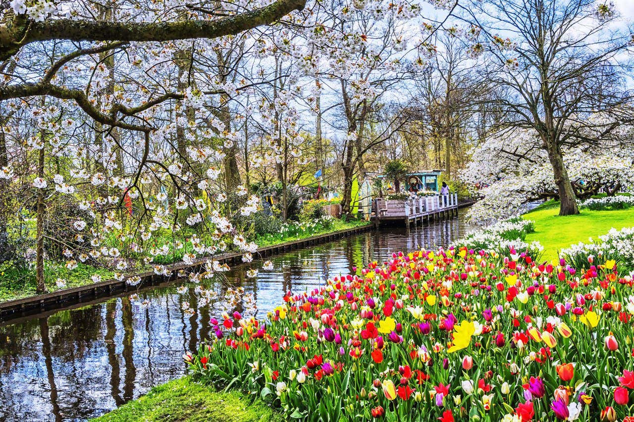 Fleurs colorées sur le bord d'un canal avec plusieurs arbres fleuris aux alentours