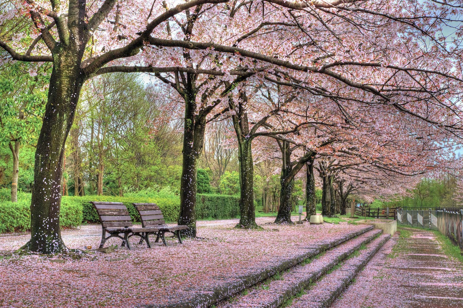 Les plus beaux parcs du monde pour profiter du printemps