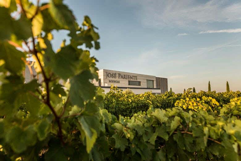 Edificio de las bodegas José Pariente y viñedos