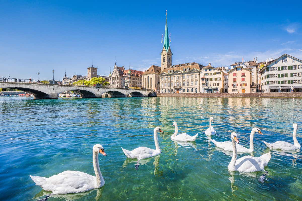 Un gruppo di cigni nelle acque cristalline di Zurigo, di fronte a un ponte e al centro storico, in una giornata di sole ad aprile