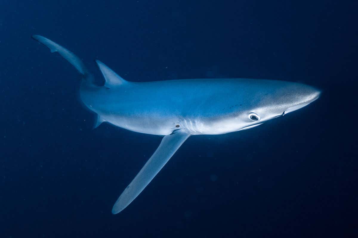 A blue shark swimming in the waters of the Basque Coast.