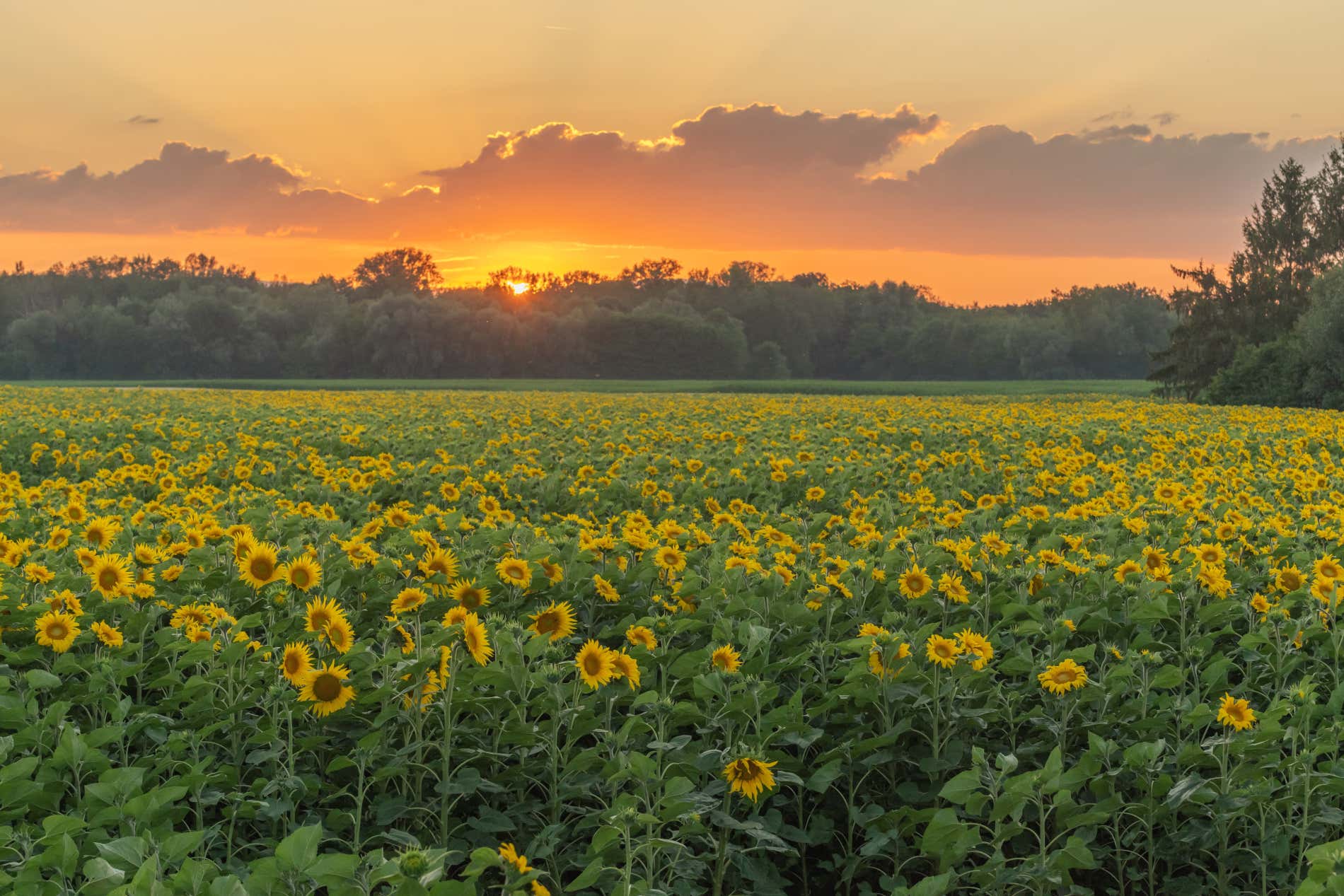 Campo de girasoles en Alsacia al atardecer