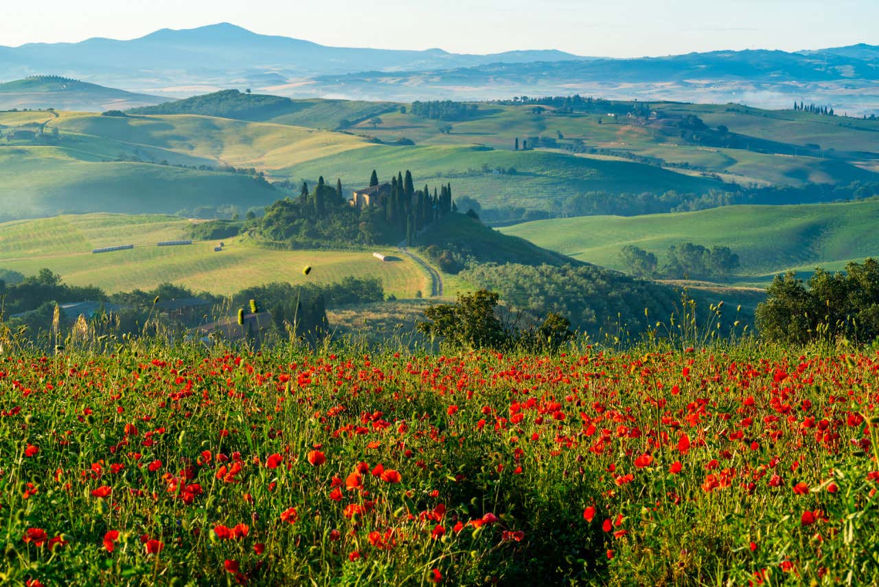 Campos de flores en la Toscana en un día despejado