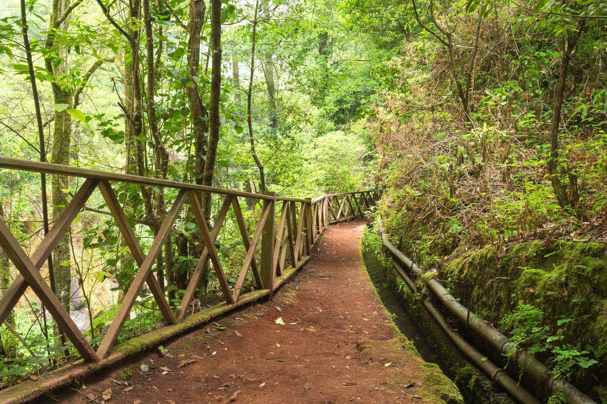 Un sendero de tierra en medio del bosque de laurisilva