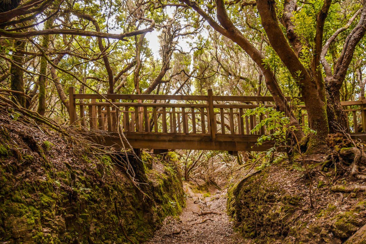 Un puente de madera rodeado de frondosa vegetación de laurisilva en el Parque Rural de Anaga, en Tenerife