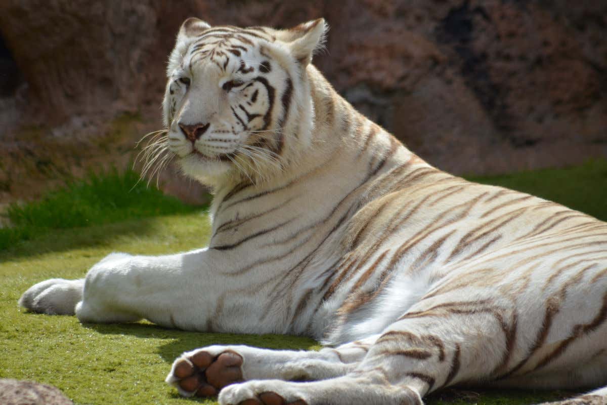 Un tigre blanco descansando tumbado sobre la hierba en el Loro Parque de Tenerife