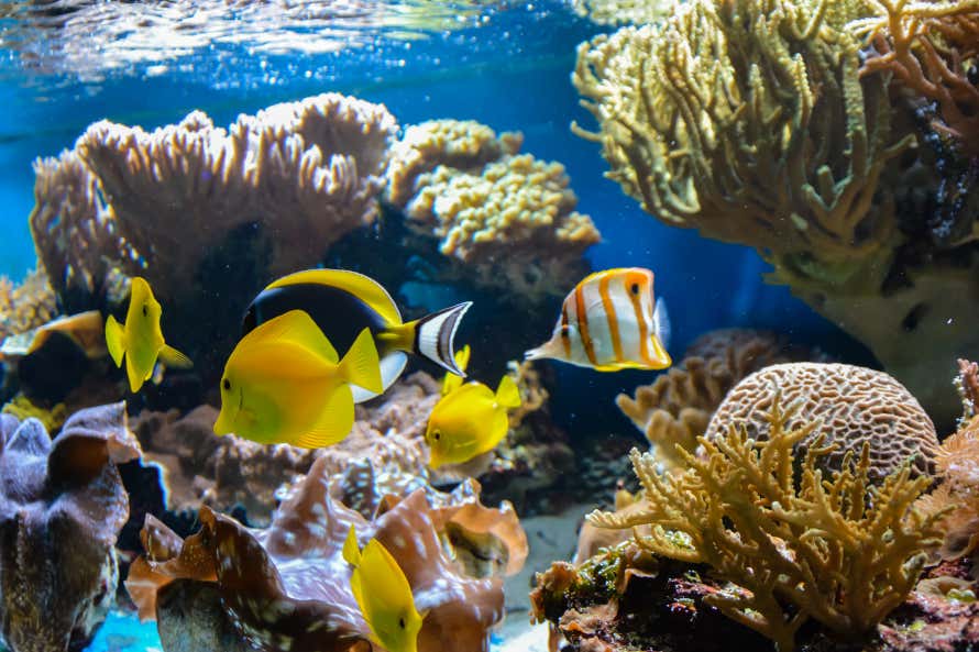 Peces de colores en el Sea Life London Aquarium