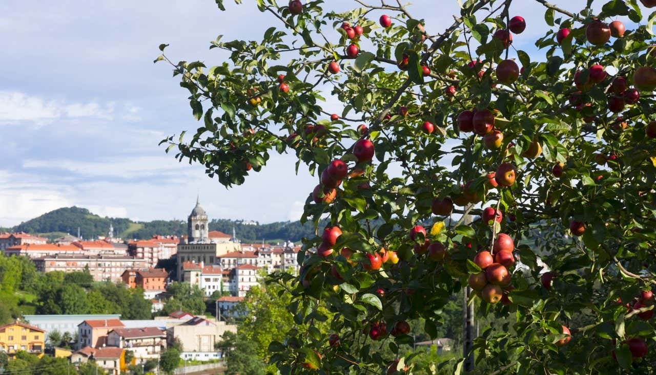 Pommes dans un arbre avec en fond un village basque