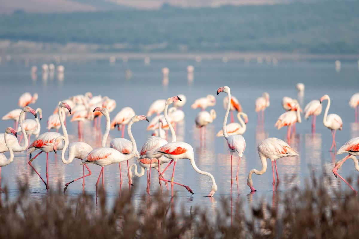 Flamencos bebiendo agua en la laguna de Fuente de Piedra, en la provincia de Málaga