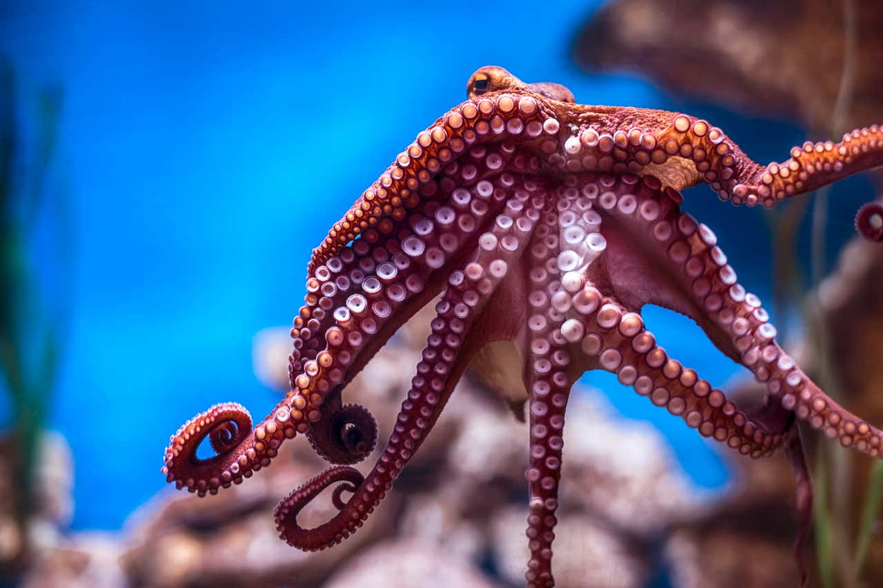 Un pulpo en un cristal, en el Acuario Nacional de Malta