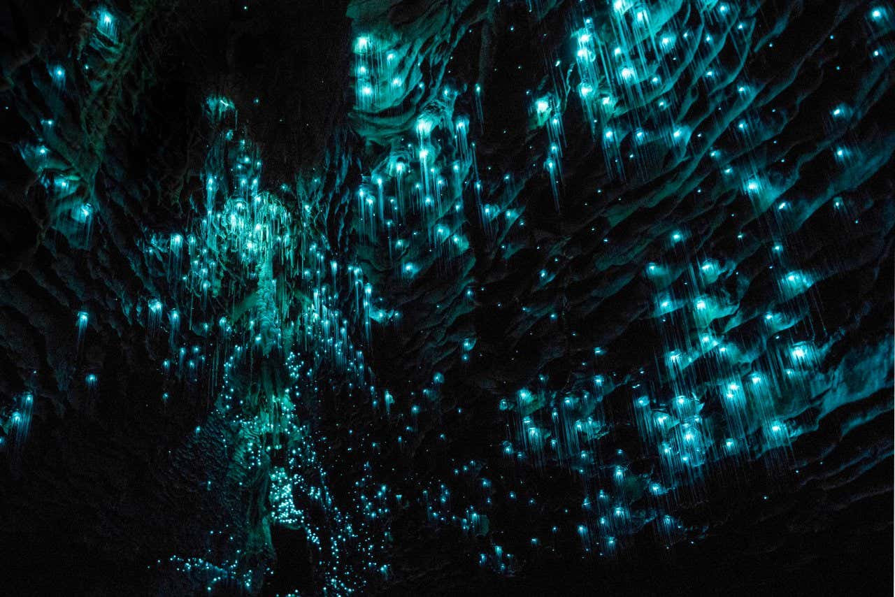 Interior de las cuevas Waitomo, iluminadas por las luciérnagas