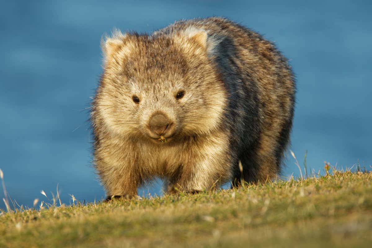 Un wombat australiano caminando a cuatro patas sobre el césped