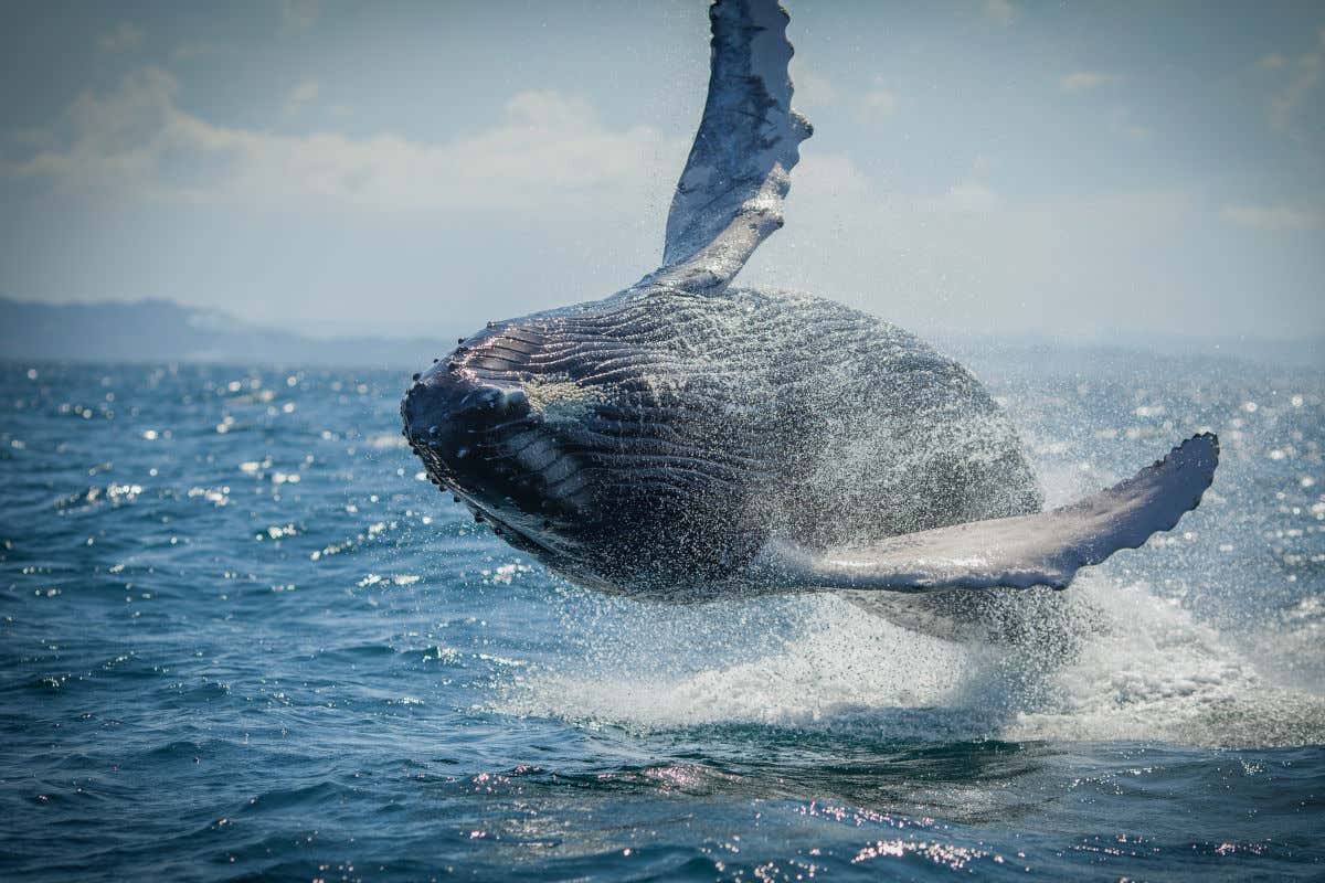 Una ballena jorobada saltando por encima del nivel del mar en la República Dominicana