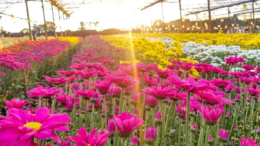 Flores de tons rosa, amarelo e branco no Bloemen Park ao entardecer