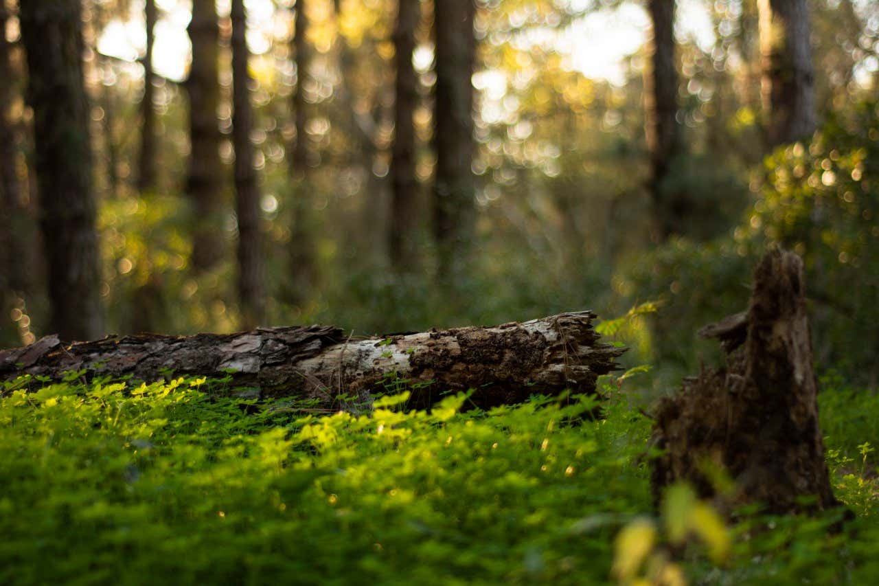 Gros plan sur un tronc d'arbre tombé dans la forêt