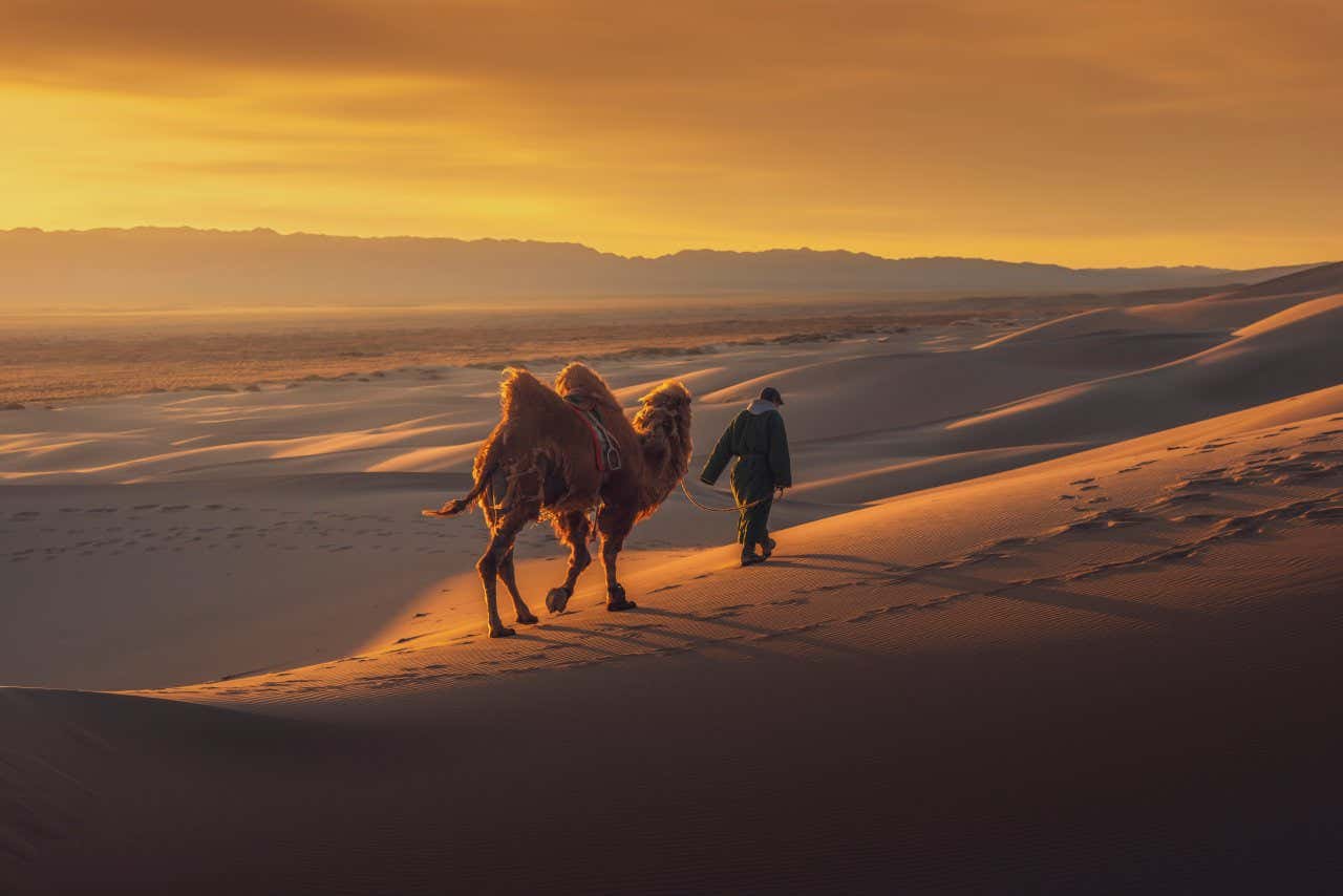 Uomo che tiene le redini di un cammello mentre entrambi camminano sulle dune del deserto del Gobi al tramonto