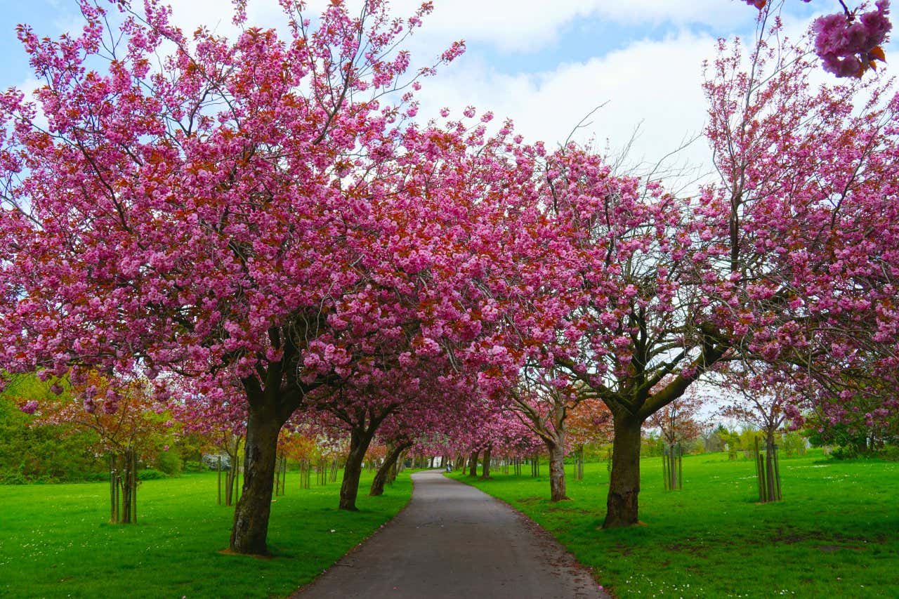 Ciliegi in fiori lungo il sentiero di un parco in una giornata nuvolosa