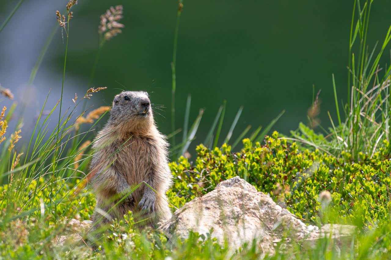 Une marmotte entourée de verdure dans le parc national des Écrins, dans les Alpes françaises