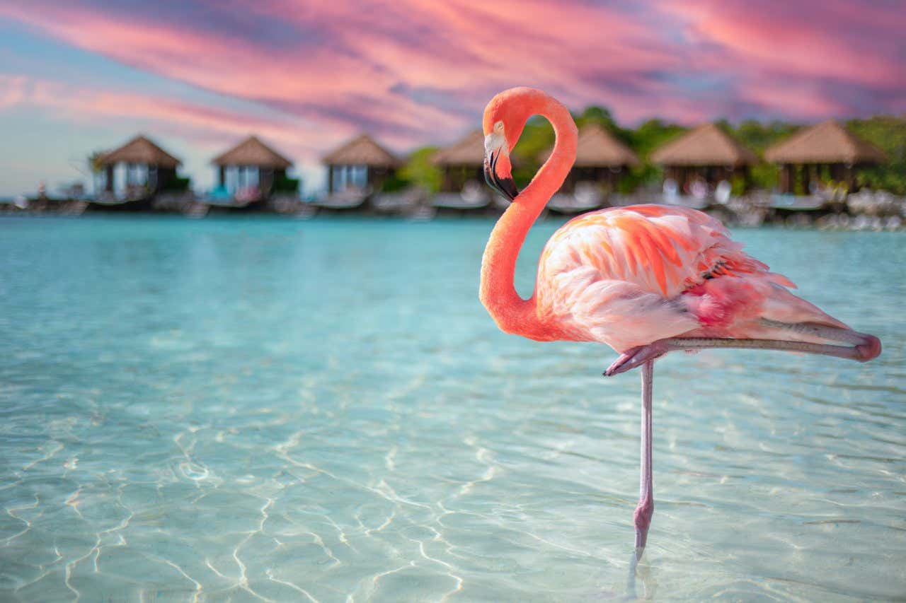 Un fenicottero, posa elegantemente su una zampa nelle acque dell'isola di Aruba, con alcune capanne sullo sfondo