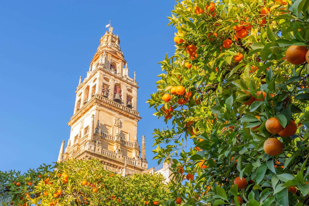 La Giralda de Sevilla, la torre de su Catedral, frente a un árbol con numerosas naranjas