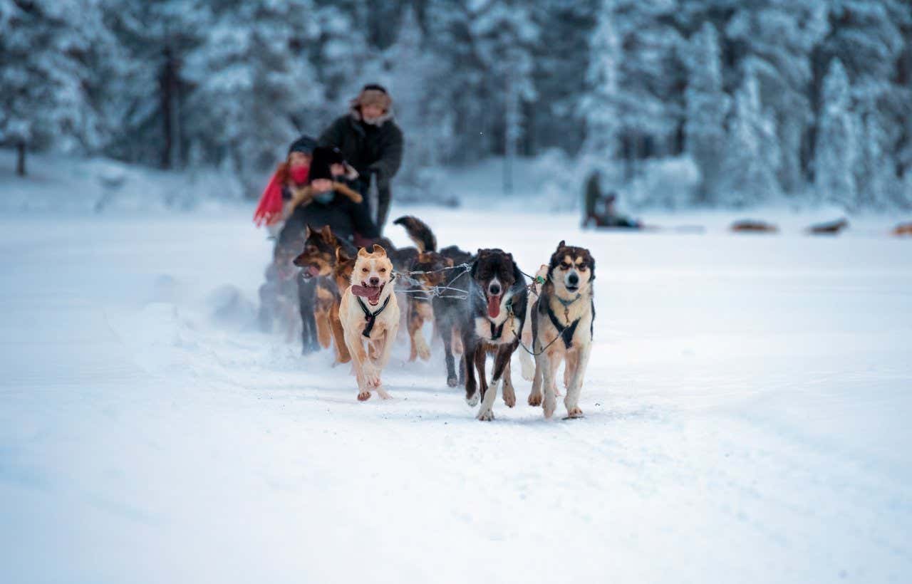 Due persone sfrecciano in mezzo a un bosco innevato a bordo di una slitta trainata da cani