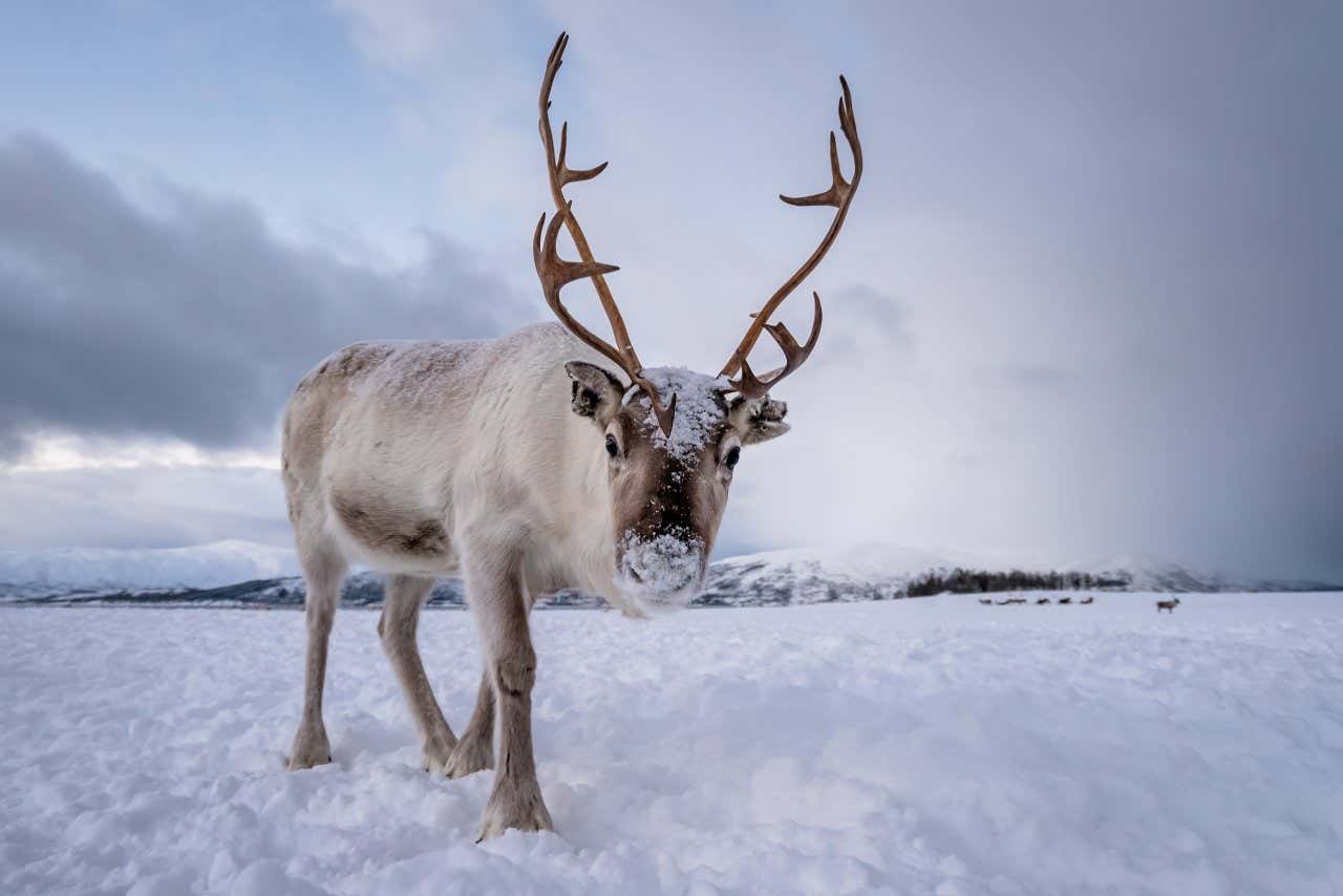 Un renne au museau couvert de neige regardant vers la caméra