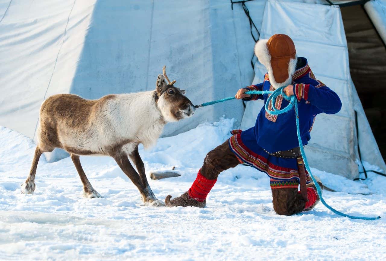 A Sami child with a reindeer calf in a snowy landscape.